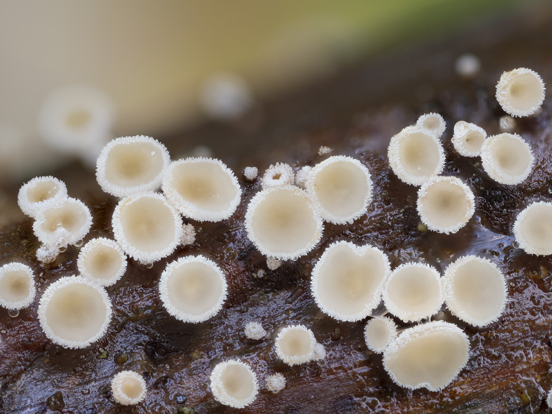 Lachnum clavigerum